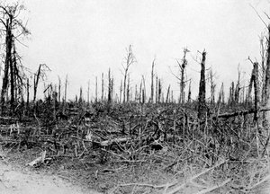 A Wood in the Somme Area, France