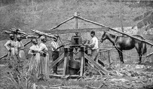 A wooden, horse-powered sugar cane crushing mill, West Indies, 1922