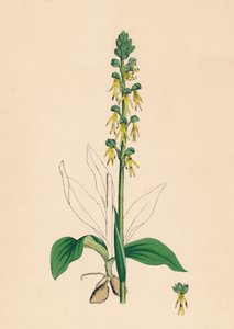 Man Orchis