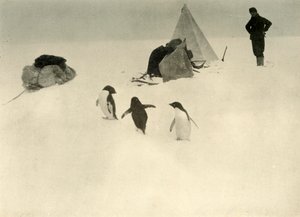 Adelie Penguins Visit a Camp by Unbekannt