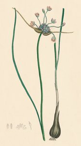 Allium oleraceum, var. genuinum. Field Garlic, var. a, 19th Century