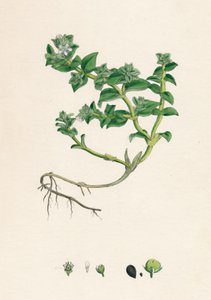Alsine Peploides. Sea Purslane