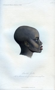 Amochi Galla, a Portrait of a Galla by Unbekannt