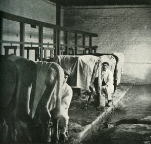 An Up-To-Date Milking-Shed at the Walker-Gordon Farm by Unbekannt