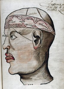 Anatomy 16th Century: Brain Section for Studying Localization of Cerebral Functions and Head Organs by Unbekannt