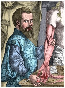 Andreas Vesalius, Flemish anatomist