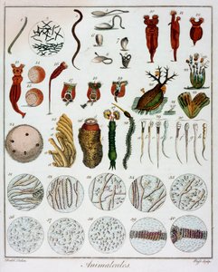 Animalcules Observed by Anton van Leeuwenhoek by Unbekannt