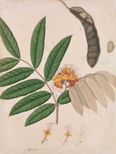Ashoka Tree Flower, Leaves, Pod, and Seed