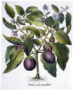 Aubergine