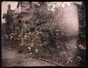 Autochrome of flowers, c 1908 by Unbekannt
