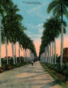 Avenue of Royal Palms, Cuba, c1920 by Unbekannt