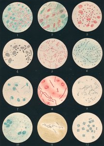 Bacteria, 19th century