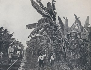 Banana Plantation by Unbekannt