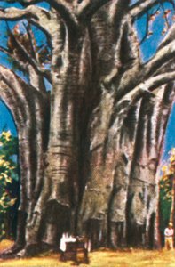 Baobab Trees, Usambara Mountains by Unbekannt