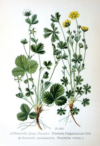 Barren Strawberry and Spring Cinquefoil, 1893 by Unbekannt