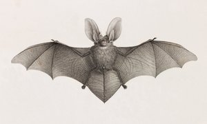 Bat-Eared Variety, Bats in Egypt by Unbekannt