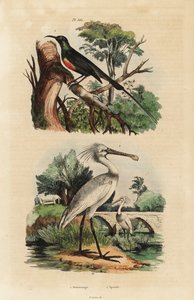 Beautiful Sunbird and Common Spoonbill