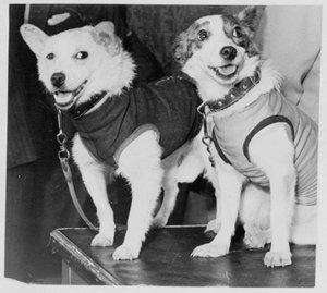 Belka and Strelka, Russian cosmonaut dogs