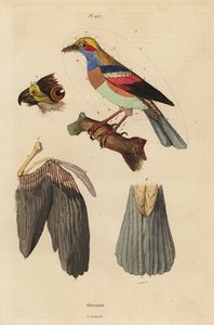 Bird Anatomy: Beak, Wing, Tail, Feathers