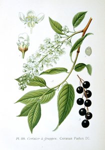 Bird Cherry by Unbekannt