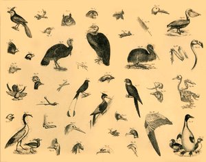 Birds, c1910 by Unbekannt
