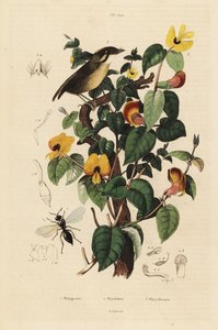 Black-cheeked Gnateater, Handsome Sweetpea, and Inostemma Boscii Wasp