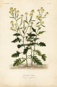 Black mustard