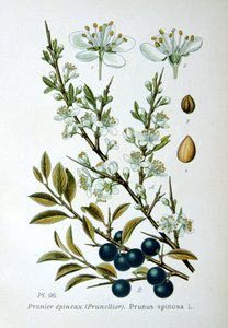 Blackthorn by Unbekannt