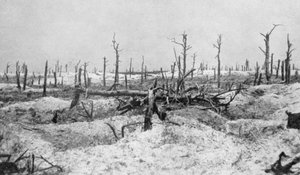 Blasted Tree Stumps, Mesnil, Champagne, France, World War I