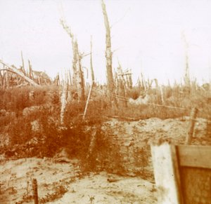 Blasted Wood, Nieuwpoort, Flanders, Belgium, c. 1914-1918