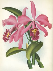 Botanical Board: Cattleya Maxima var. Malouana