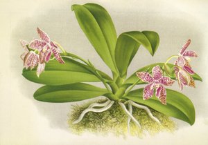 Botanical Board: Phalaenopsis Luddemanniana