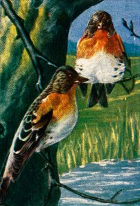 Bramblings by Unbekannt