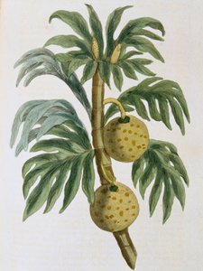 Breadfruit Artocarpus incisus by Unbekannt