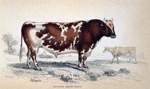 British Short Horn