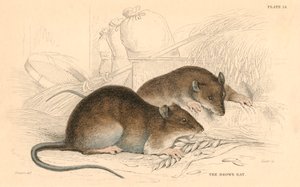 Brown Rat Rattus rattus by Unbekannt
