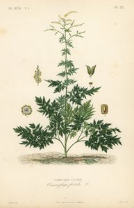 Bugbane or cohosh by Unbekannt