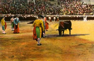 Bull fight