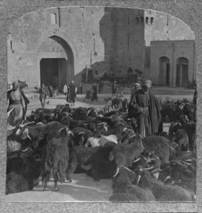 Buying Goats at the Damascus Gate, Jerusalem, c1900 by Unbekannt