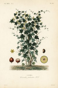 Calumba tree, Jateorhiza columba, Cocculus palmatus by Unbekannt