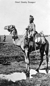 Camel Cavalry Transport, India by Unbekannt