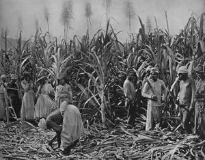 Cane-Cutters in Jamaica