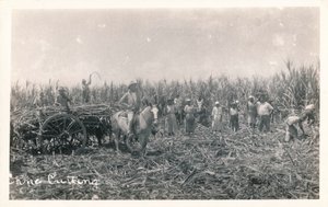 Cane Cutting