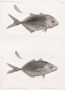 Caranx Sauteur & Caranx Lune by Unbekannt