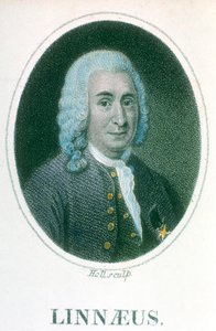 Carolus Linnaeus, 18th Century Swedish Naturalist by Unbekannt