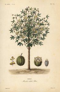 Cassava, yuca or manioc plant by Unbekannt