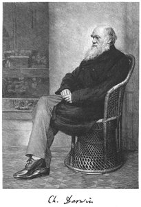 Charles Darwin, English Naturalist by Unbekannt
