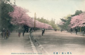 Cherry Blossoms At Uyeno Park Tokyo by Unbekannt