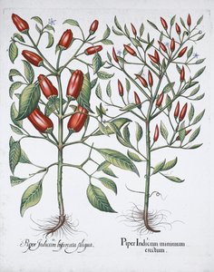 Chilli pepper plants