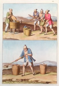 Chinese agriculture